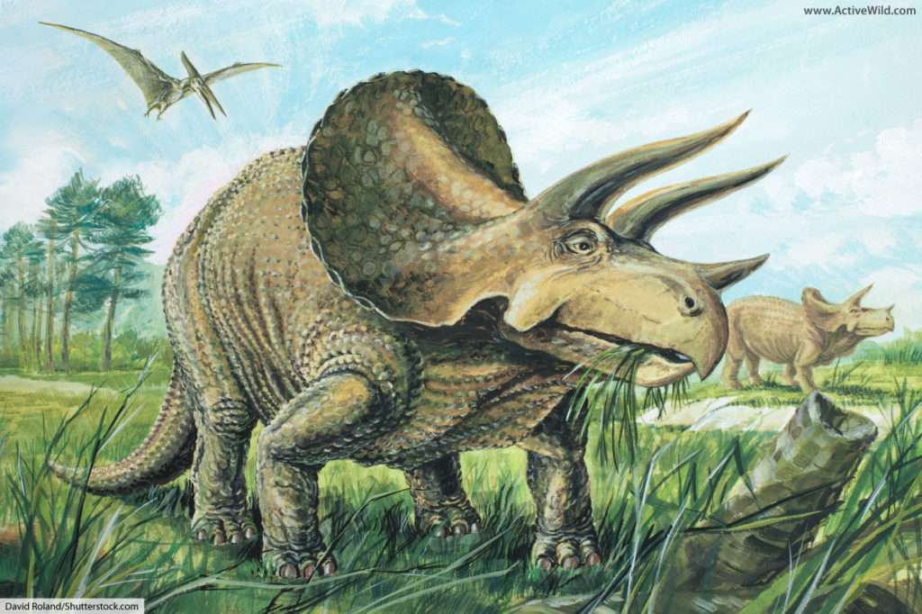 Triceratops-Puzzle Online-Puzzle