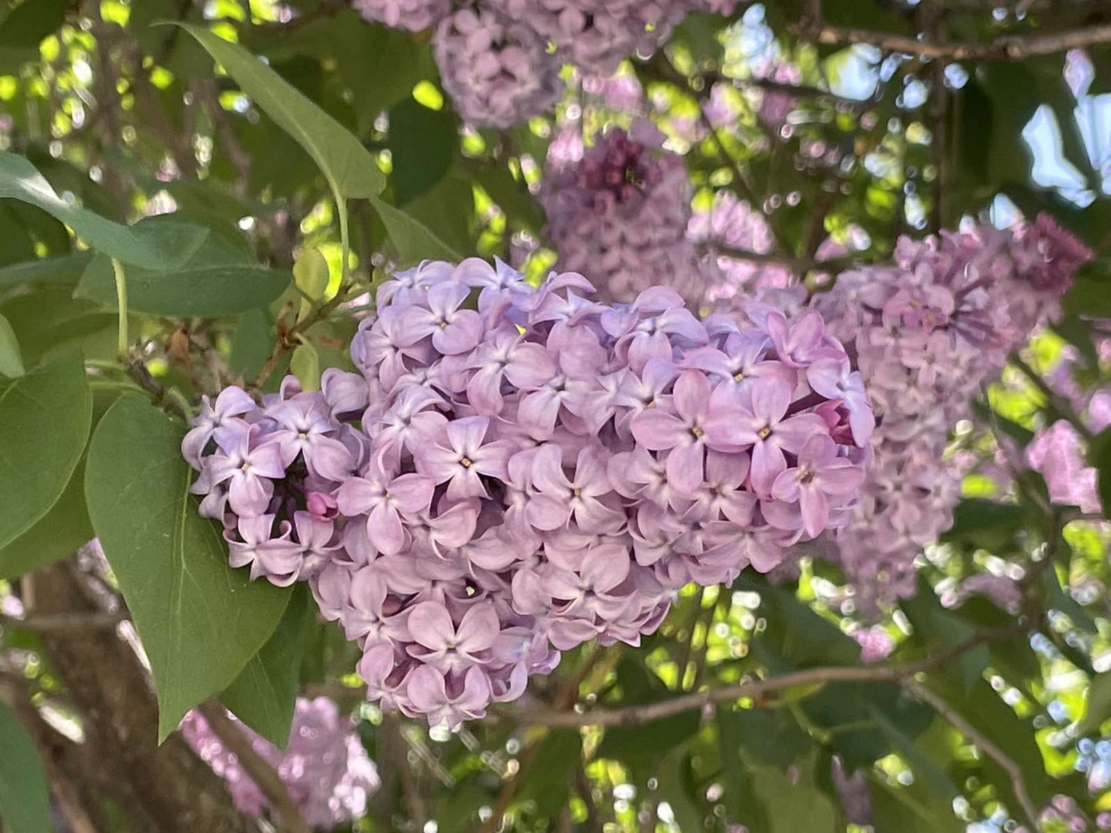 fleur mauve puzzle en ligne