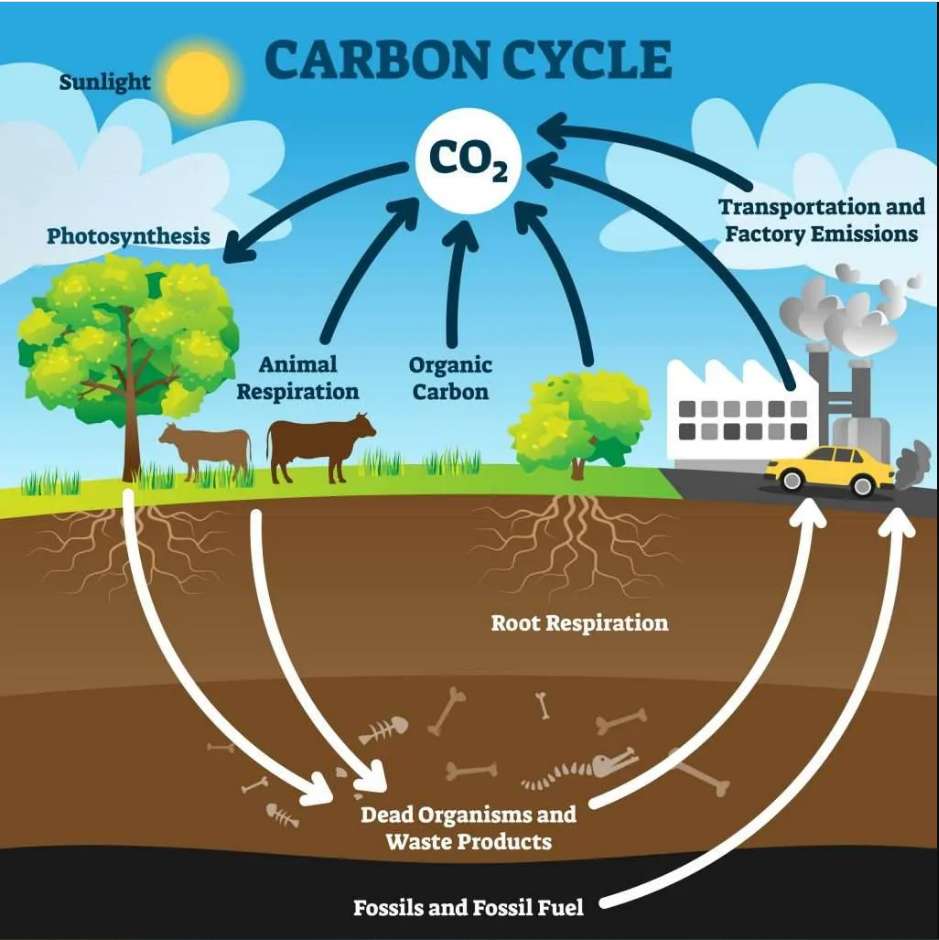 Ciclo del carbono puzzle online a partir de foto