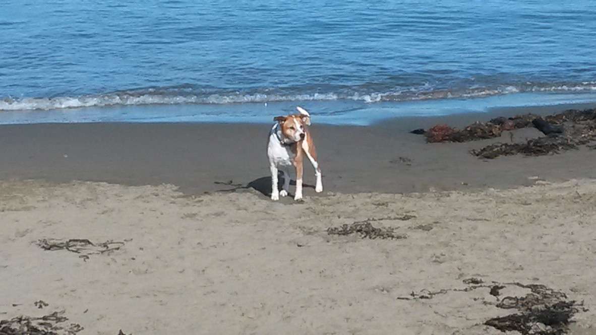 cachorro na praia puzzle online a partir de fotografia