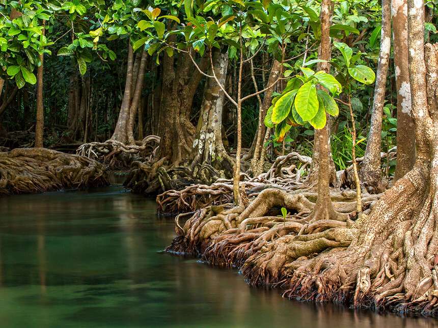 mangrovespel Pussel online