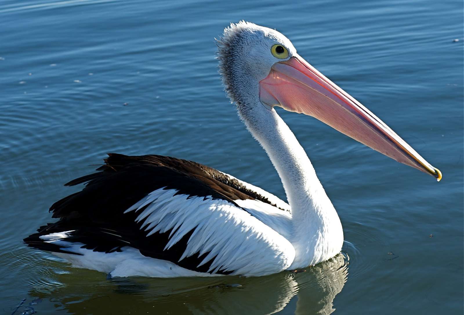 pelicano puzzle online a partir de fotografia