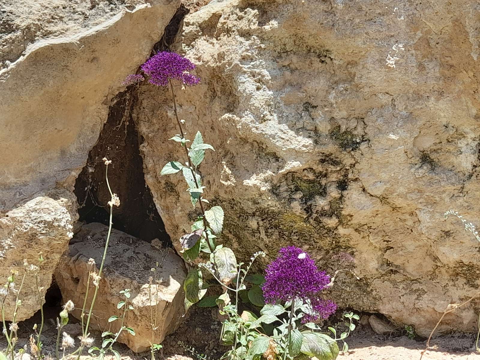 Flor Purpura rompecabezas en línea