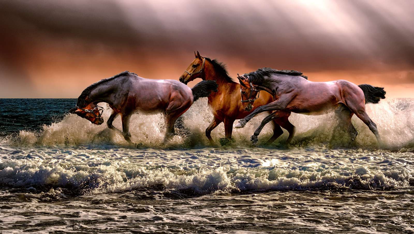 Koně ve vodě puzzle online z fotografie
