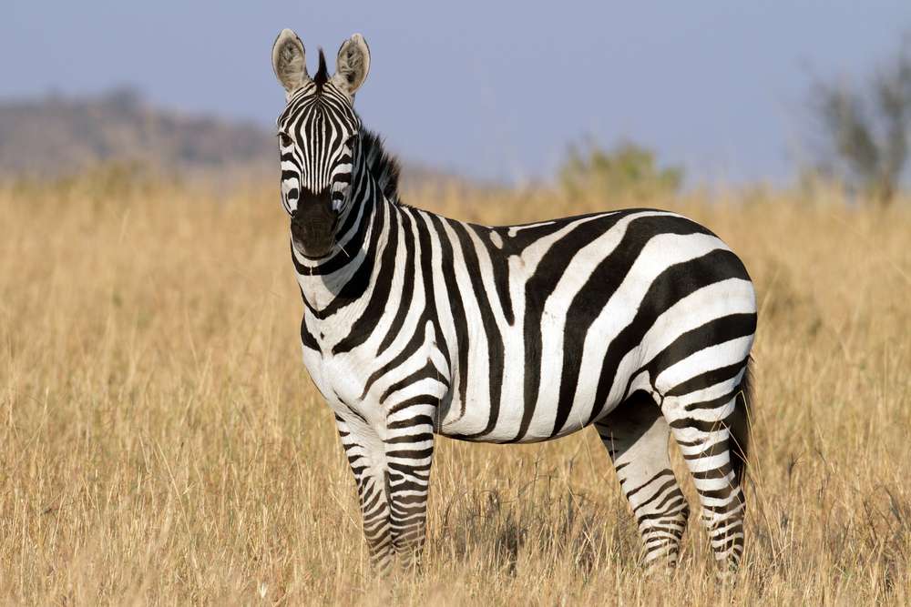 zebra de mato онлайн пазл