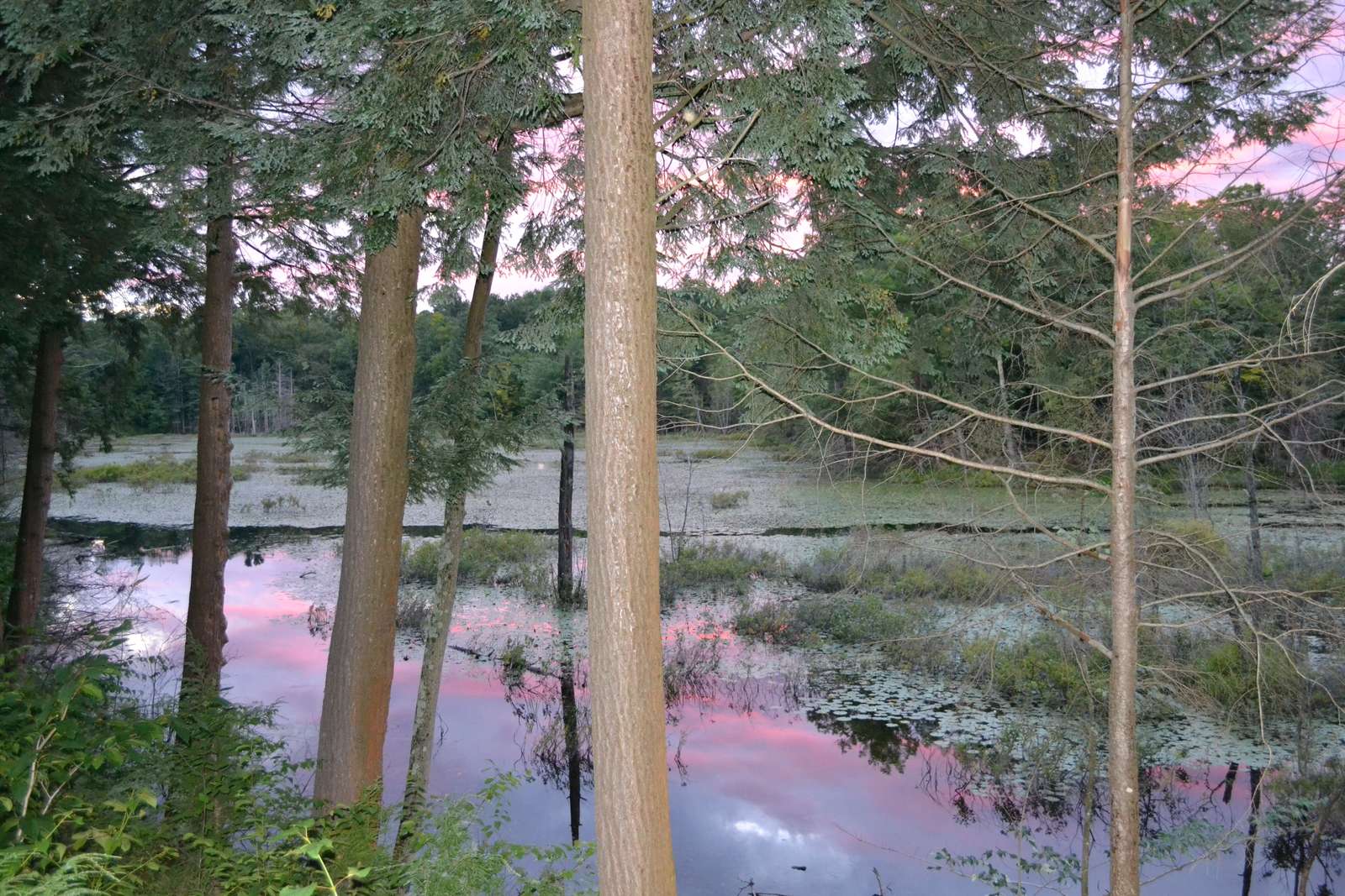 Головоломка Goudy Pond скласти пазл онлайн з фото