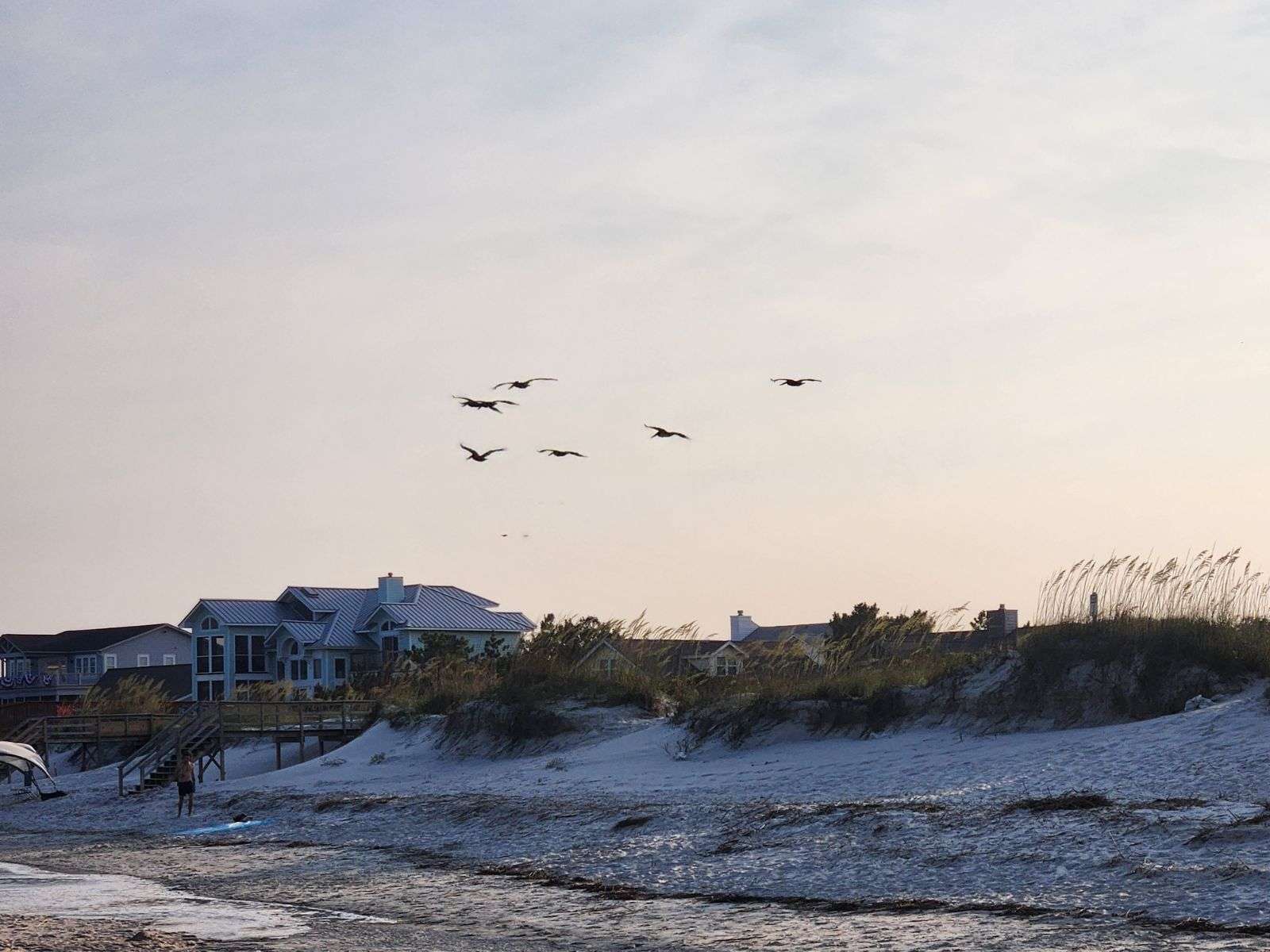 Beach birds puzzle online from photo