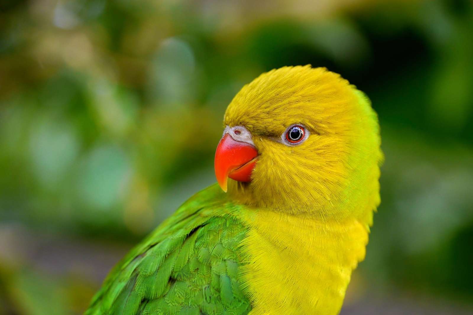 GREEN PARROT puzzle online from photo