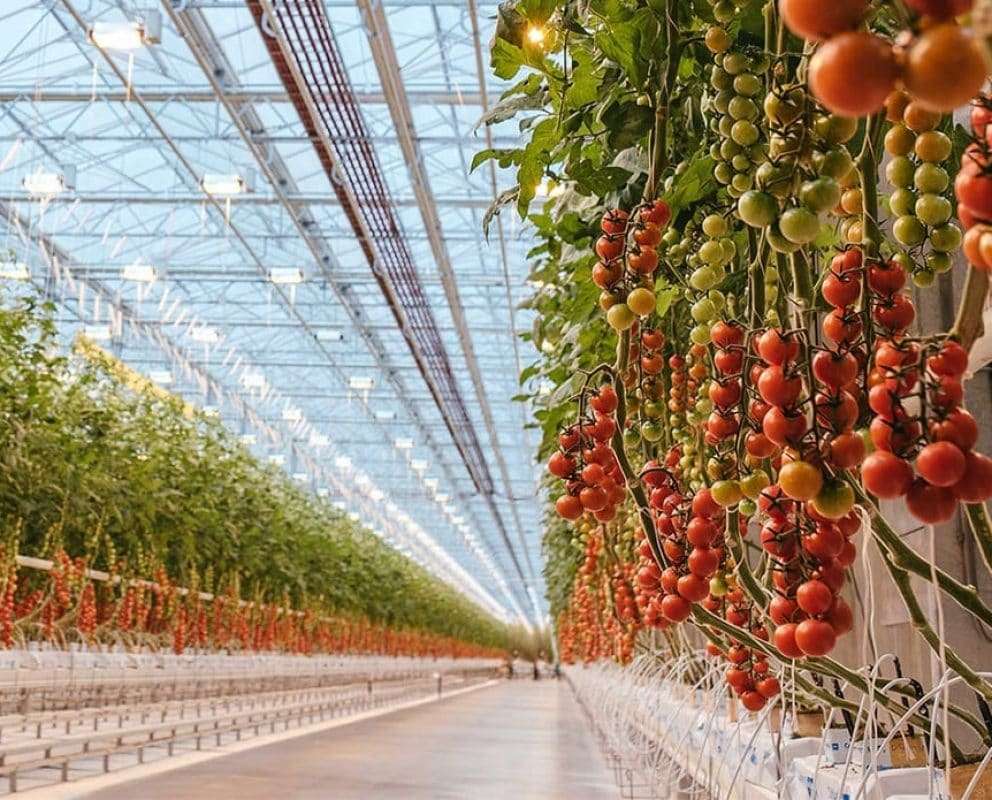 トマト温室 オンラインパズル