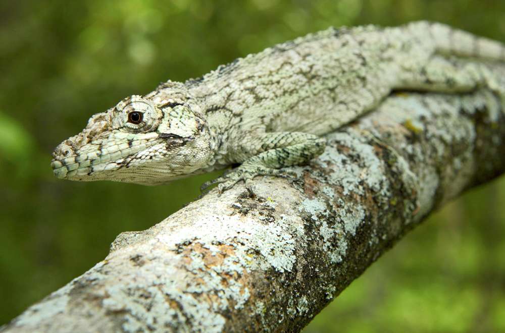 Adaptación de un lagarto puzzle online a partir de foto