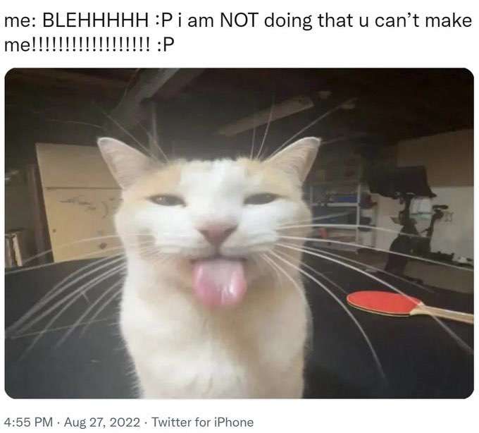 Katze streckt die Zunge raus Online-Puzzle