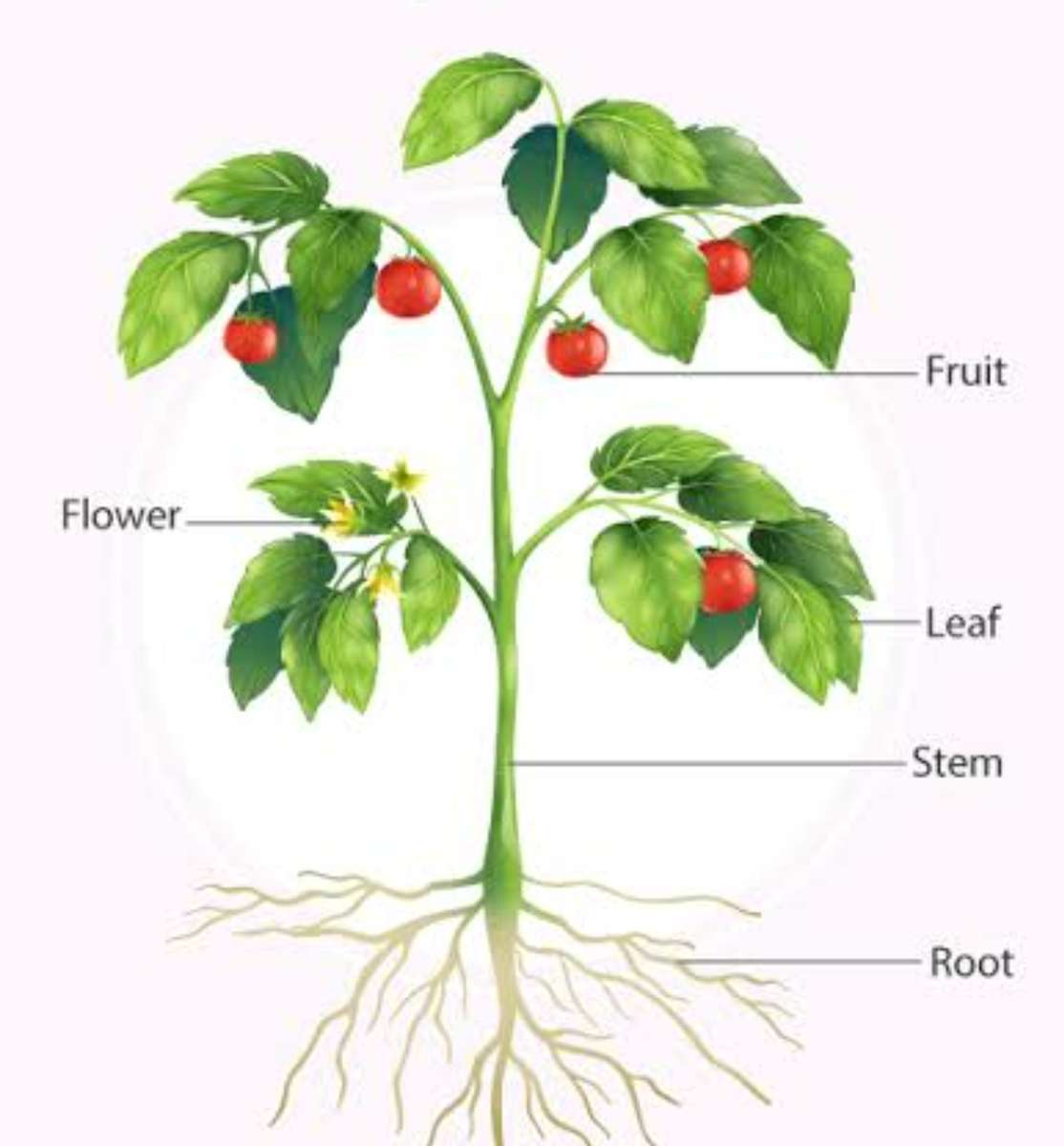 Parts of Plant puzzle online from photo