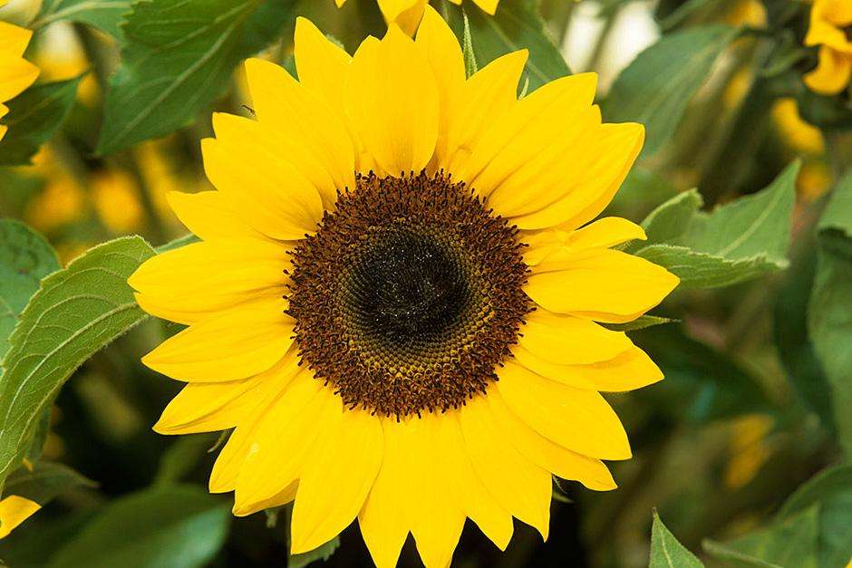 flor del sol puzzle online a partir de foto