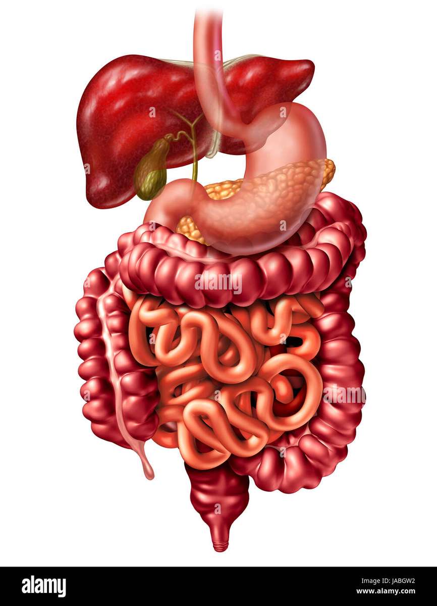 Sistema Digestivo παζλ online από φωτογραφία