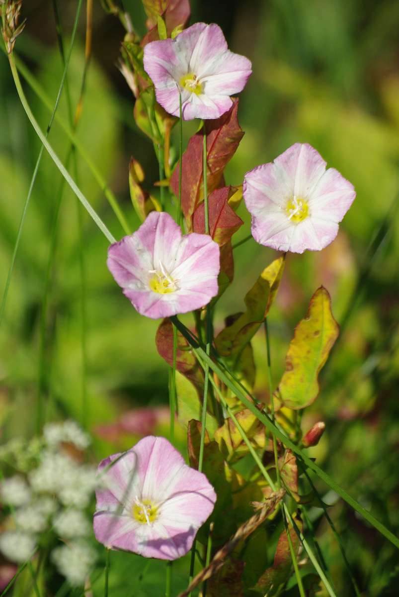 Bindweed in the sun. online puzzle