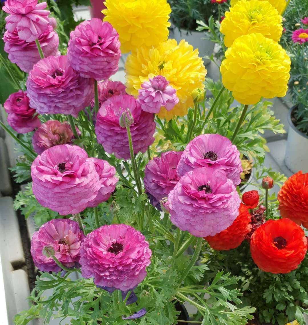 Kleurrijke bloemen online puzzel