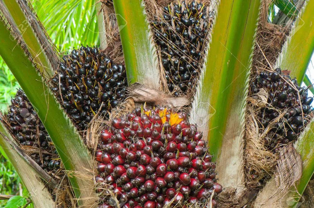 Palm oil puzzle online from photo