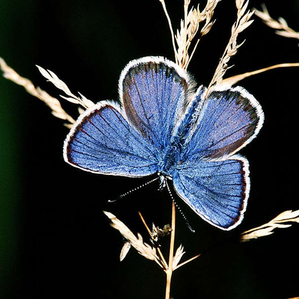 El cuidado de las mariposas puzzle online a partir de foto