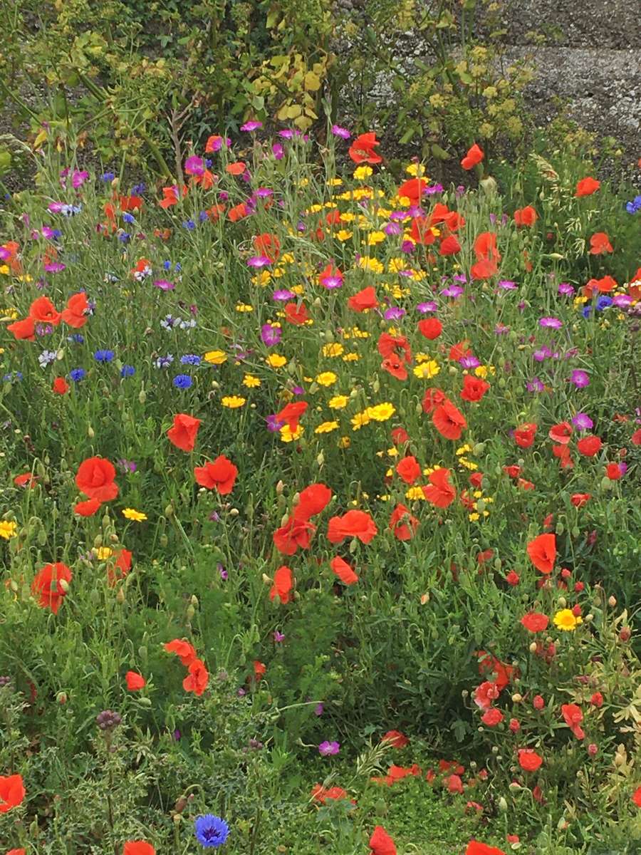 Wild Flowers puzzle online from photo