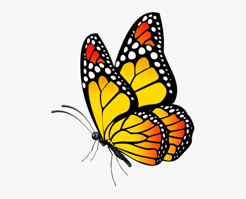 Butterfly puzzle online from photo