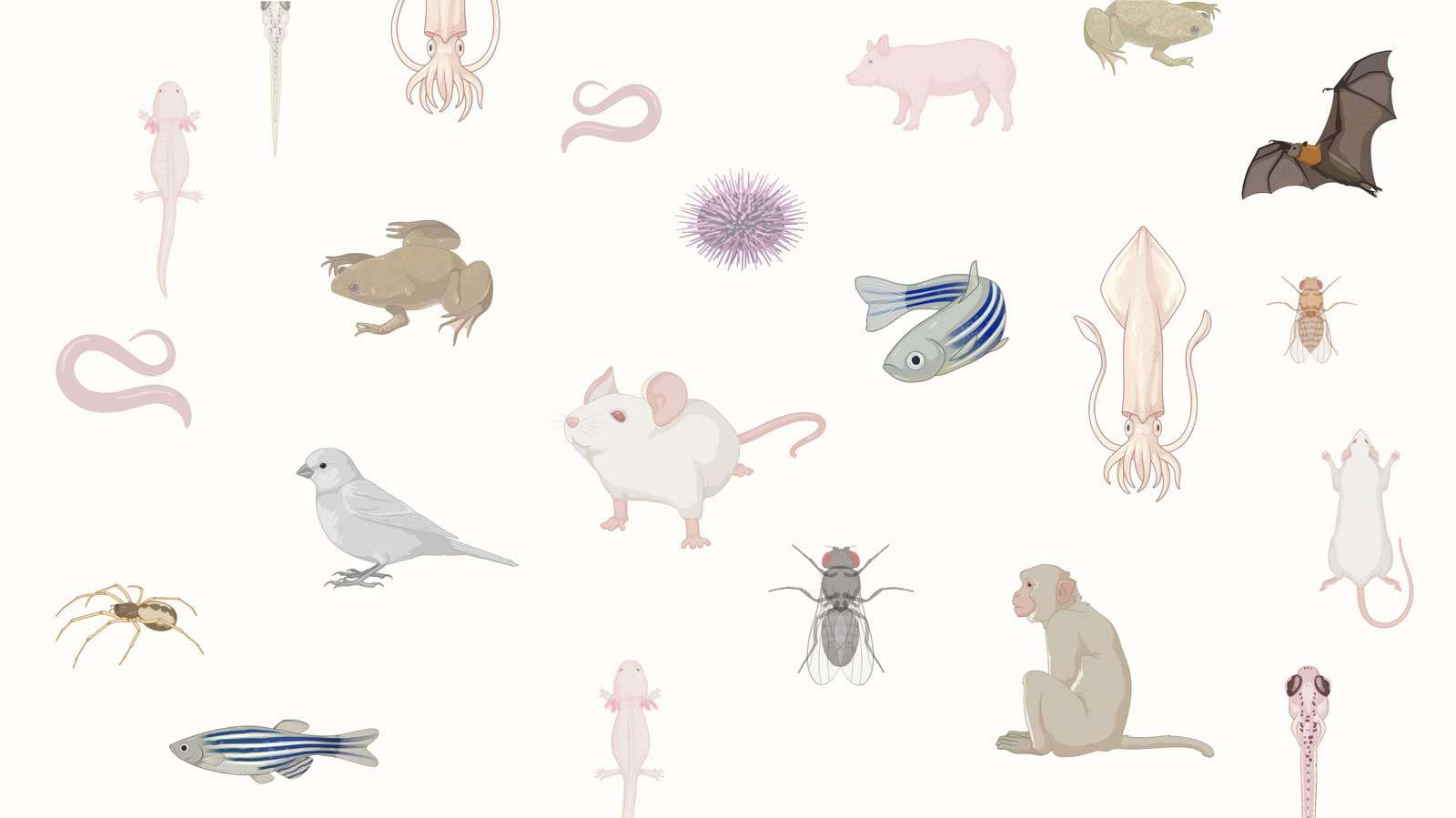 állatok körülöttünk puzzle online fotóról