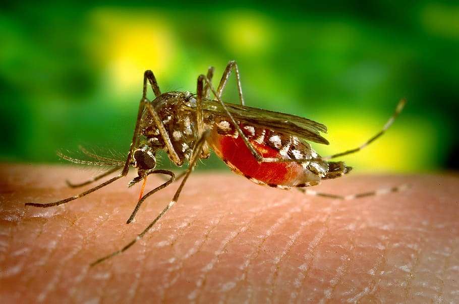 mosquito puzzle online a partir de fotografia
