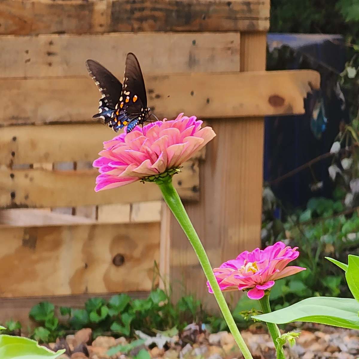Butterfly on zinnia online puzzle