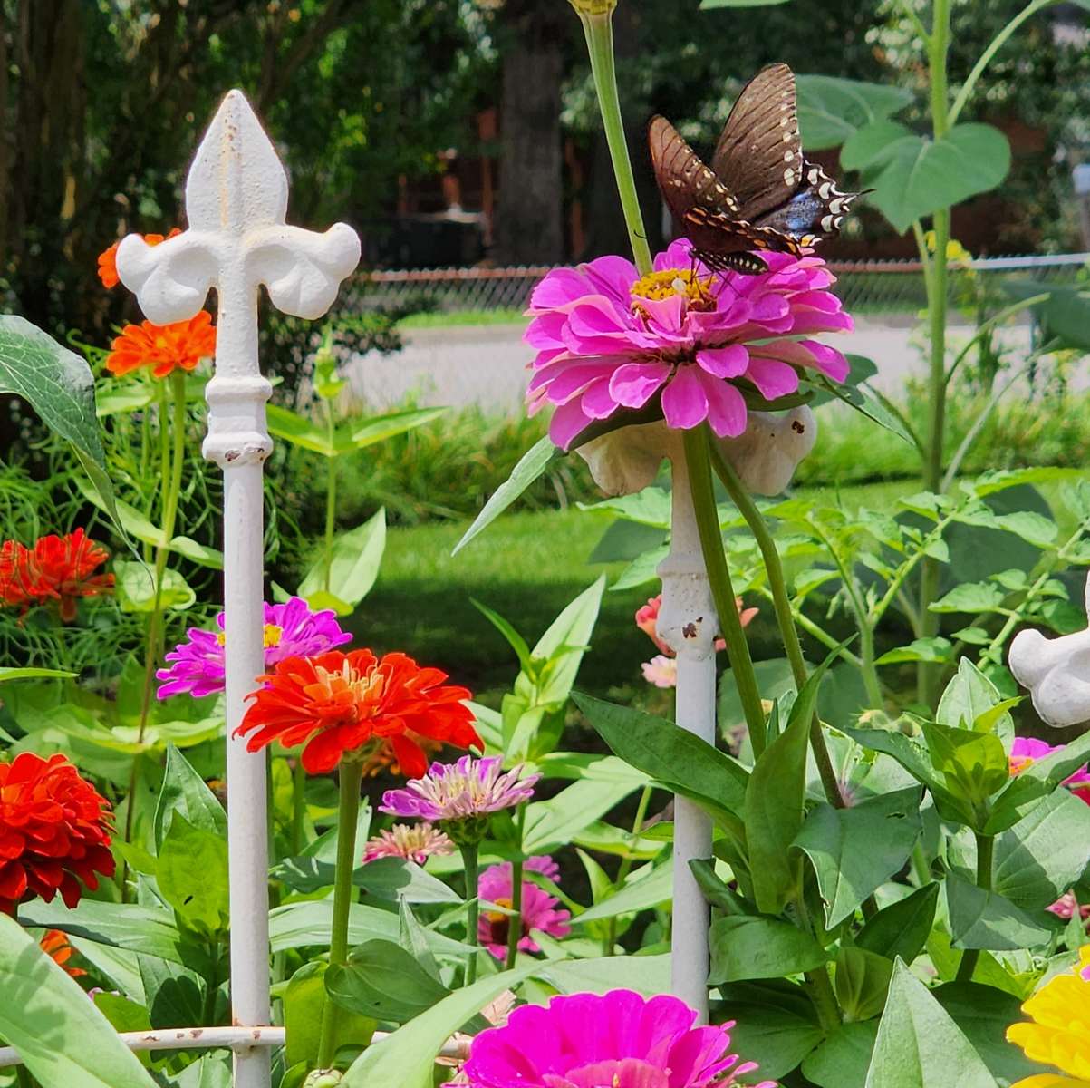 пеперуда в градината онлайн пъзел от снимка