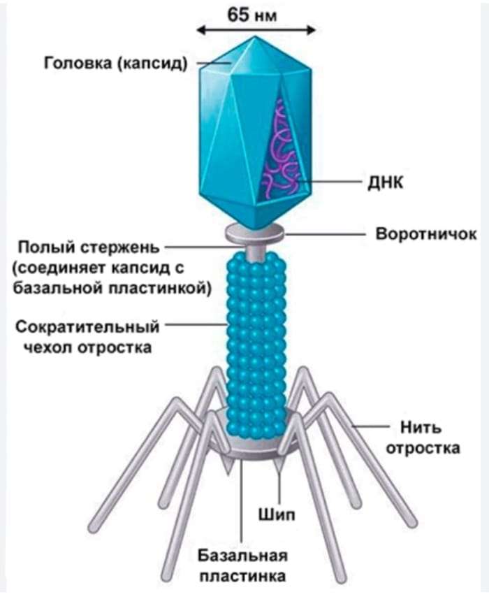 Bacteriophage structure puzzle online from photo