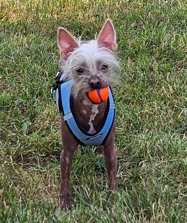 Chinese Crested Dog online puzzle