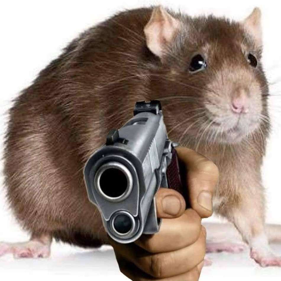 Rat met een pistool puzzel online van foto