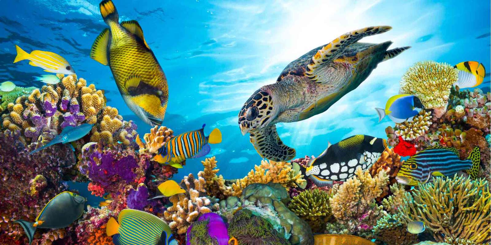 Oceaan ontdekkingsreiziger puzzel online van foto