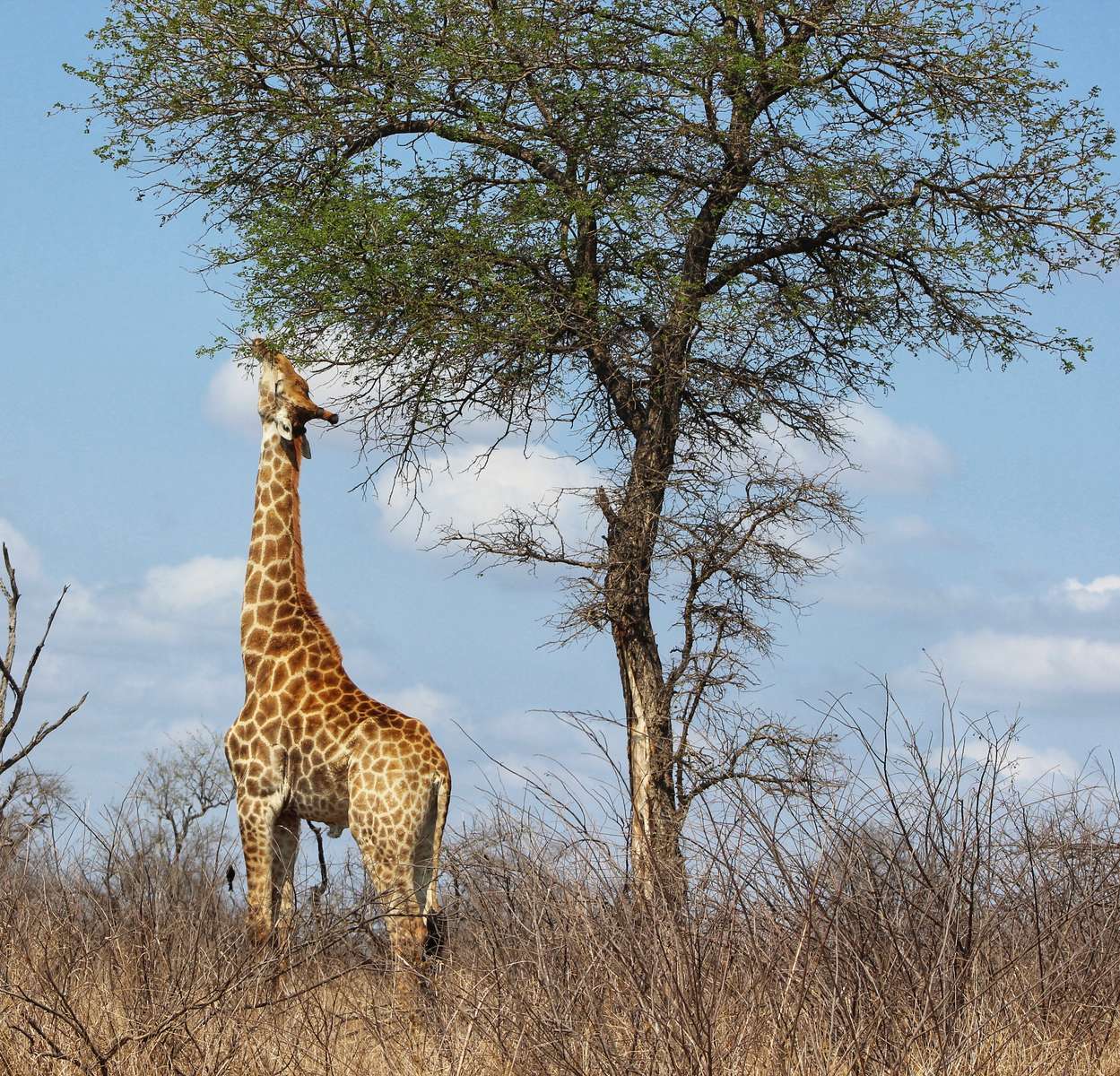 Giraffa al pascolo puzzle online
