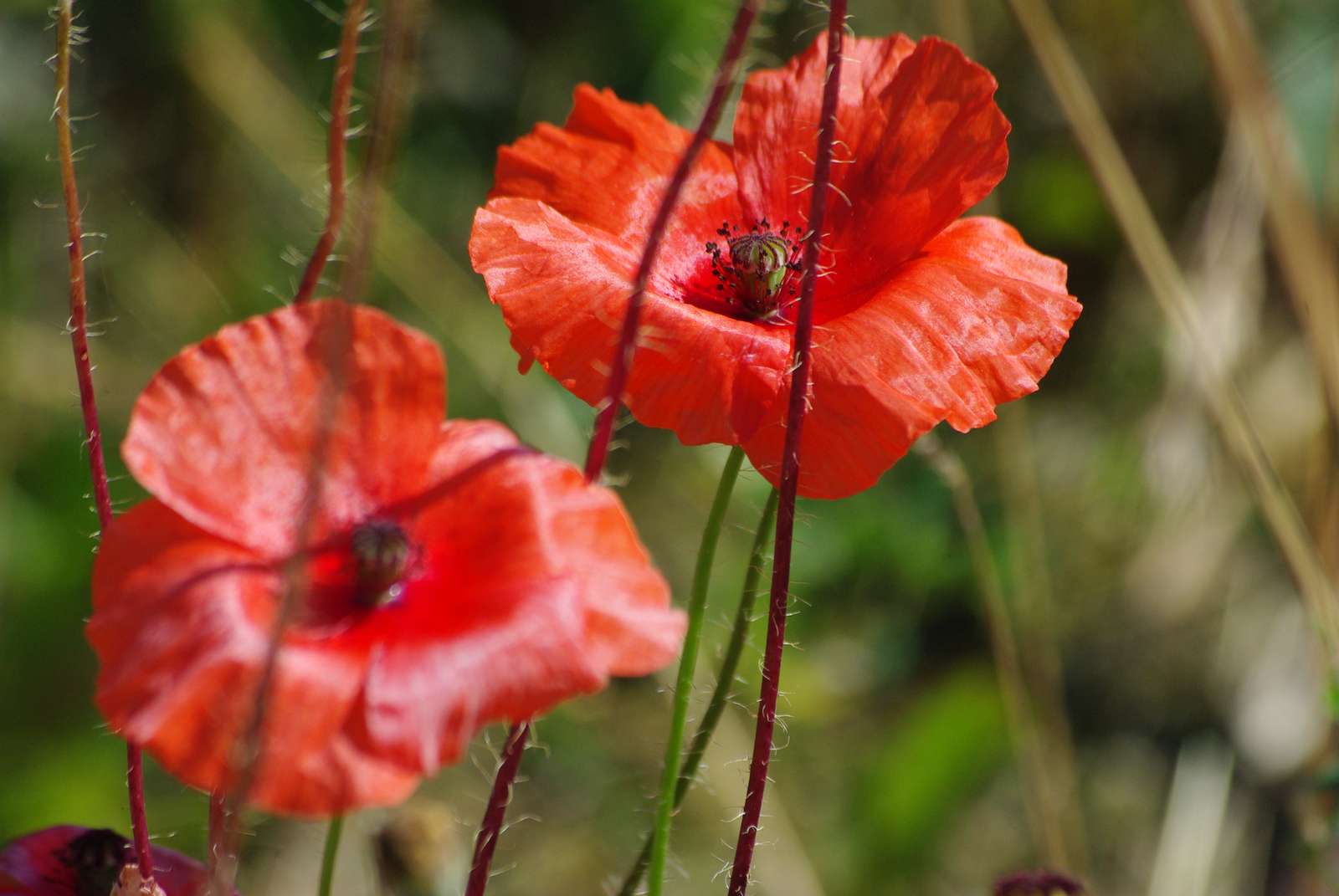 Two poppies. puzzle online from photo