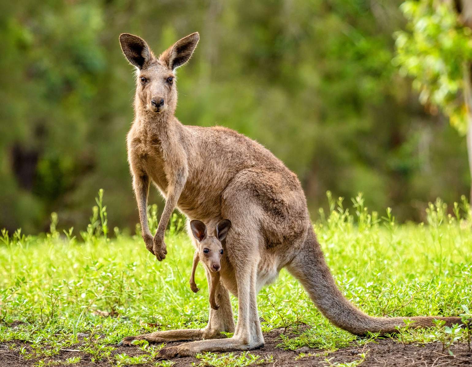 kangaroo online puzzle