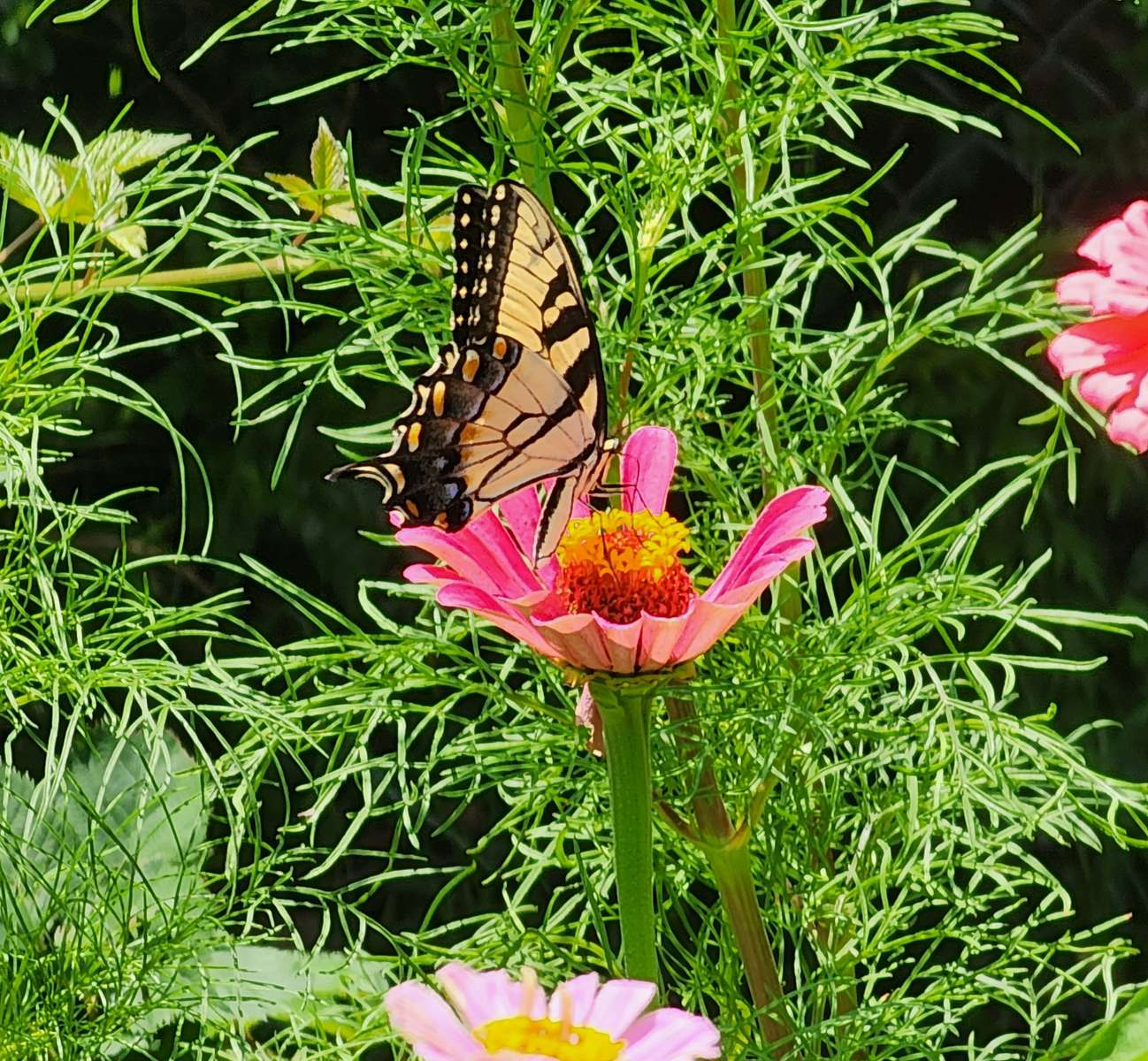 πεταλούδα στον κήπο online παζλ