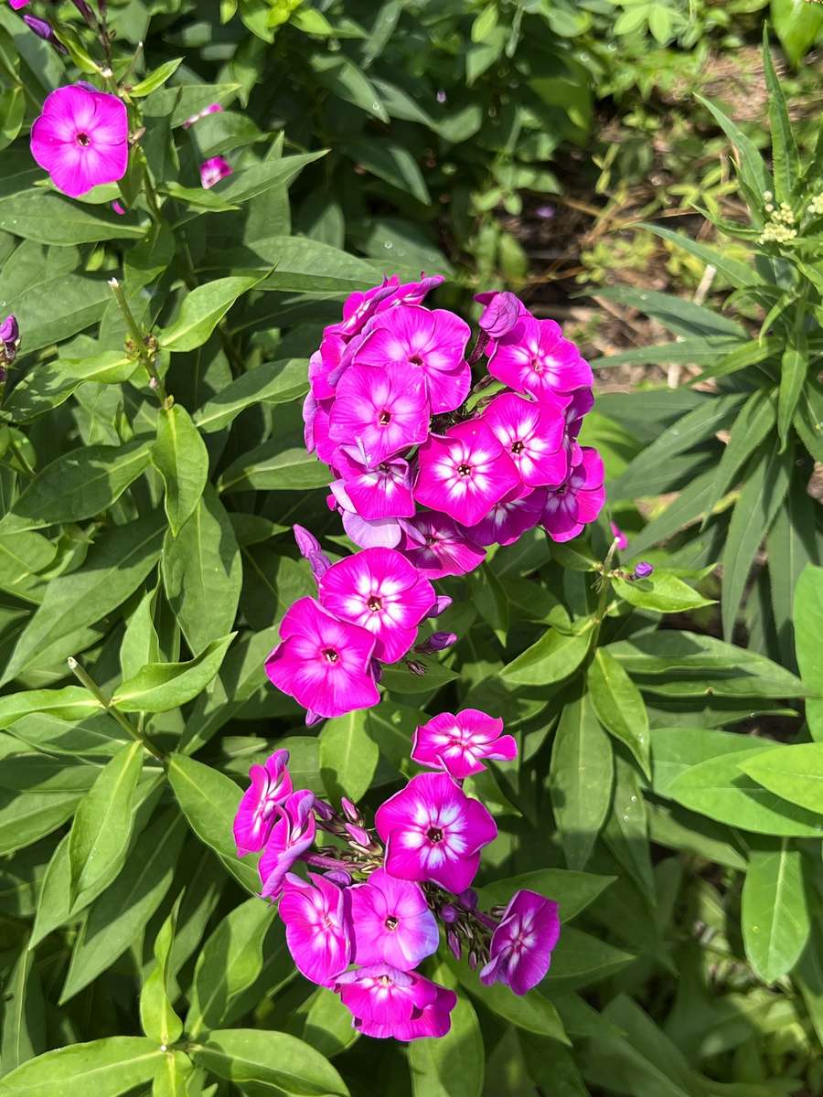 Фіолетові квіти скласти пазл онлайн з фото