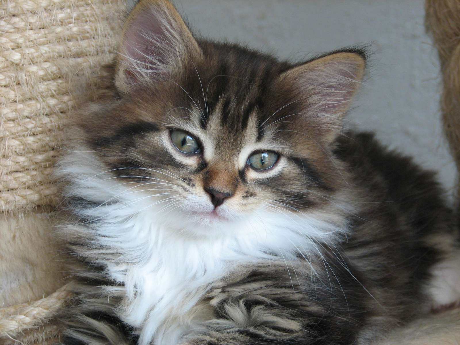 Sibiriska kattungar Pussel online