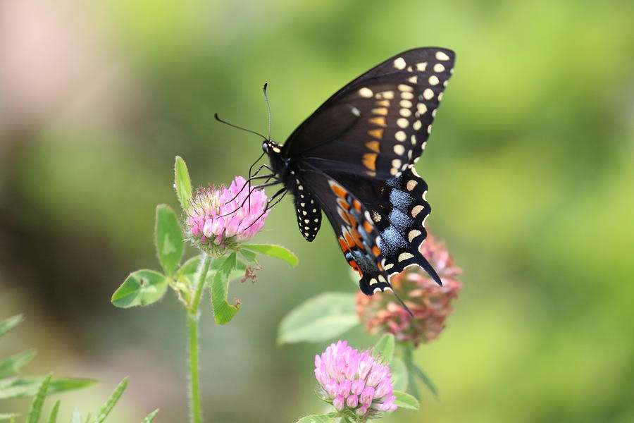 SCHMETTERLING Online-Puzzle vom Foto