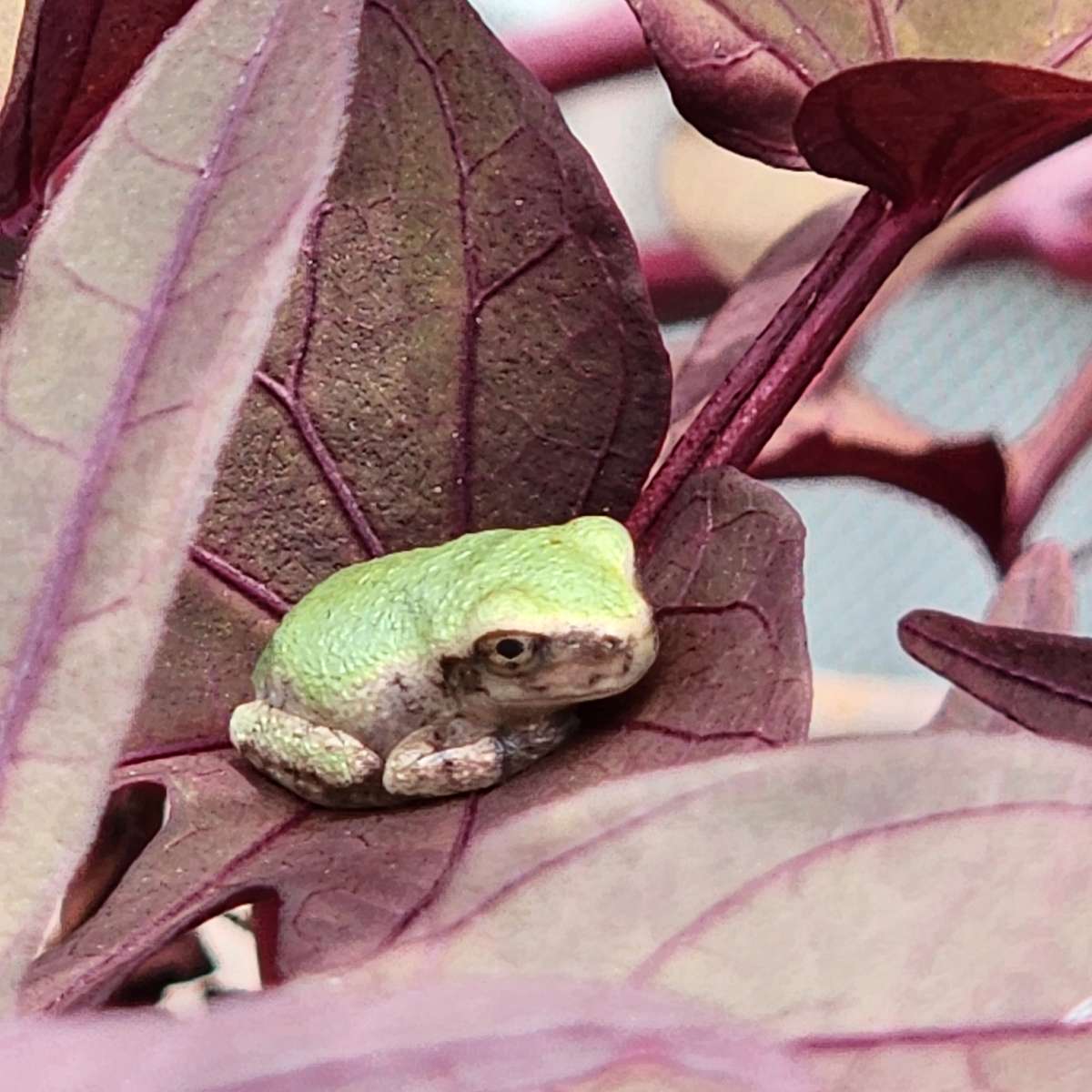 крихітна жаба на рослині солодкої картоплі онлайн пазл