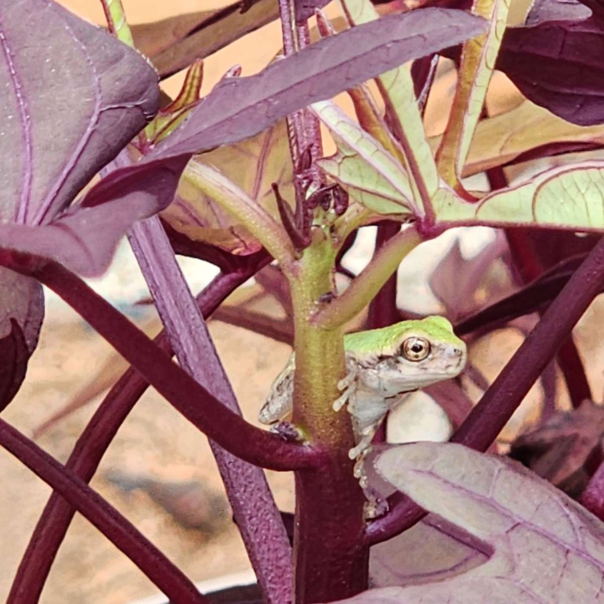 Tiny frog on sweet potato plant 2 online puzzle