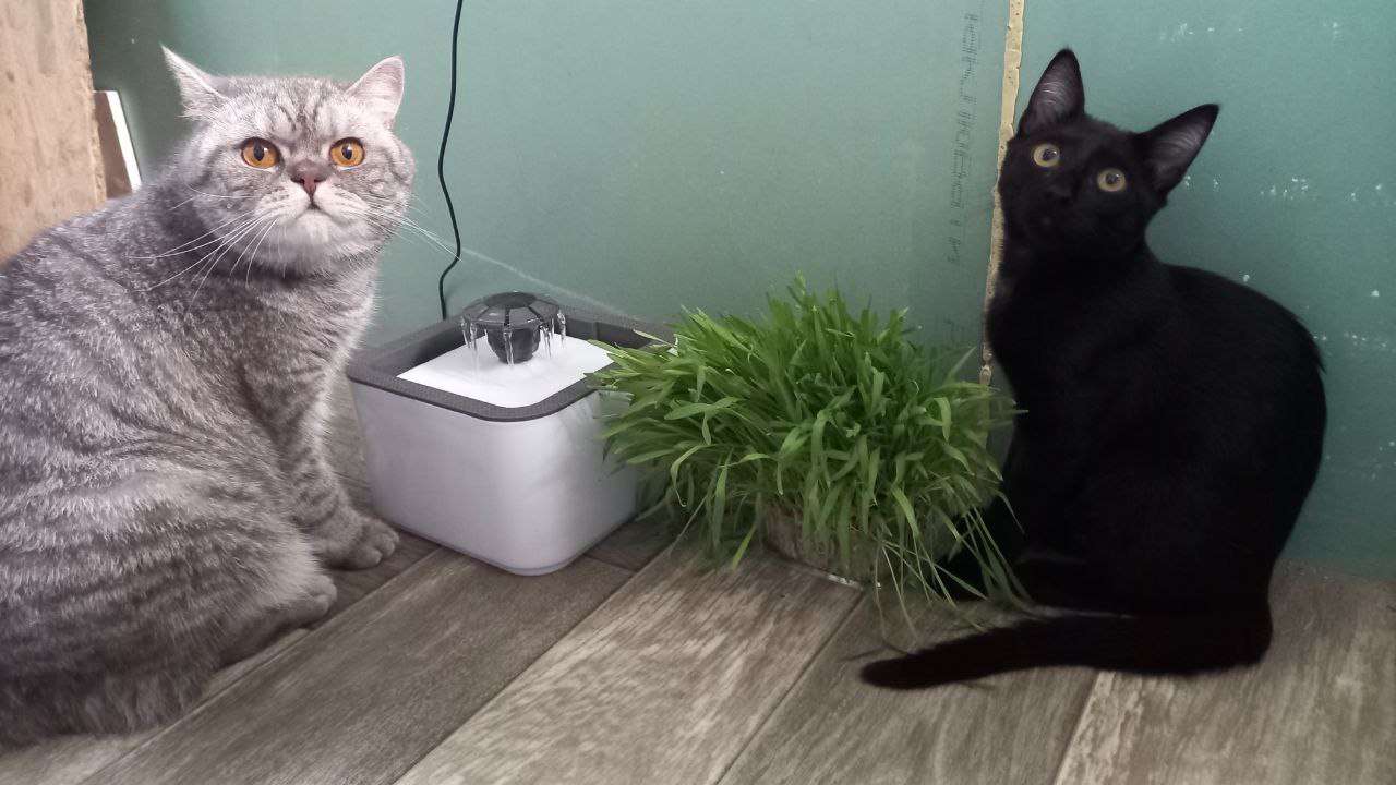 katter grå och svart Pussel online