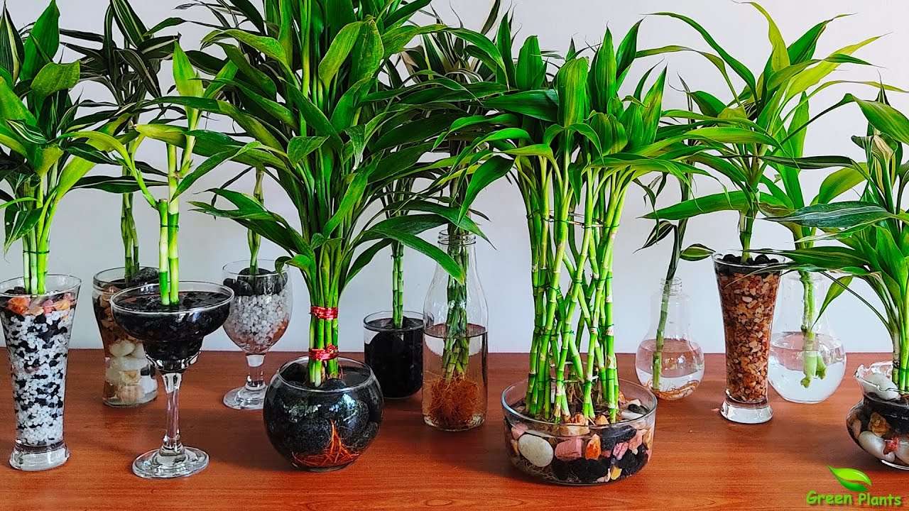 Вирощуйте щасливий бамбук у воді скласти пазл онлайн з фото