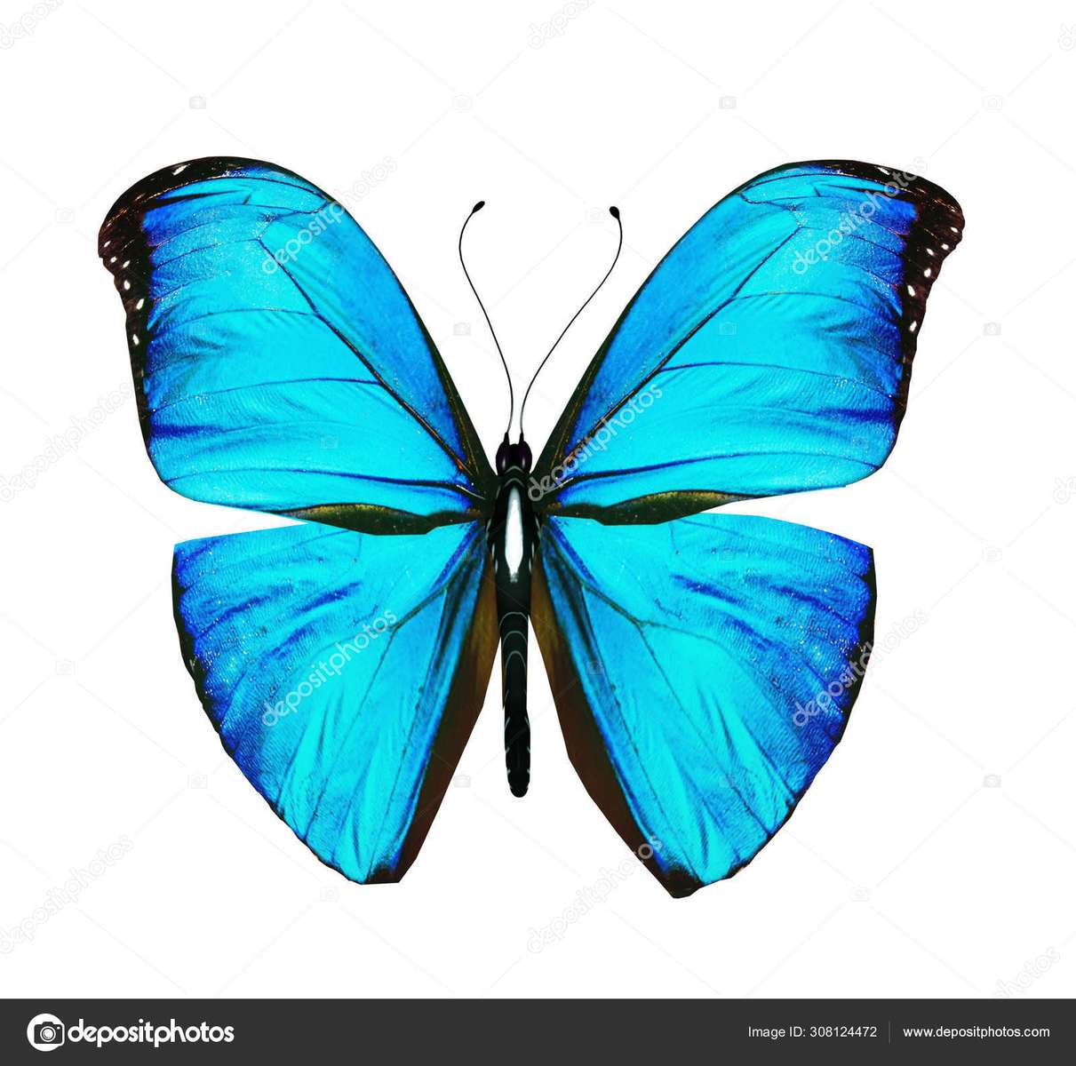 papillon puzzle en ligne à partir d'une photo