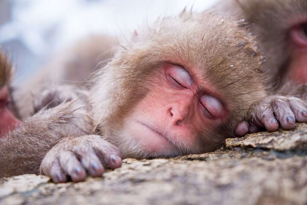 Japanese macaque online puzzle