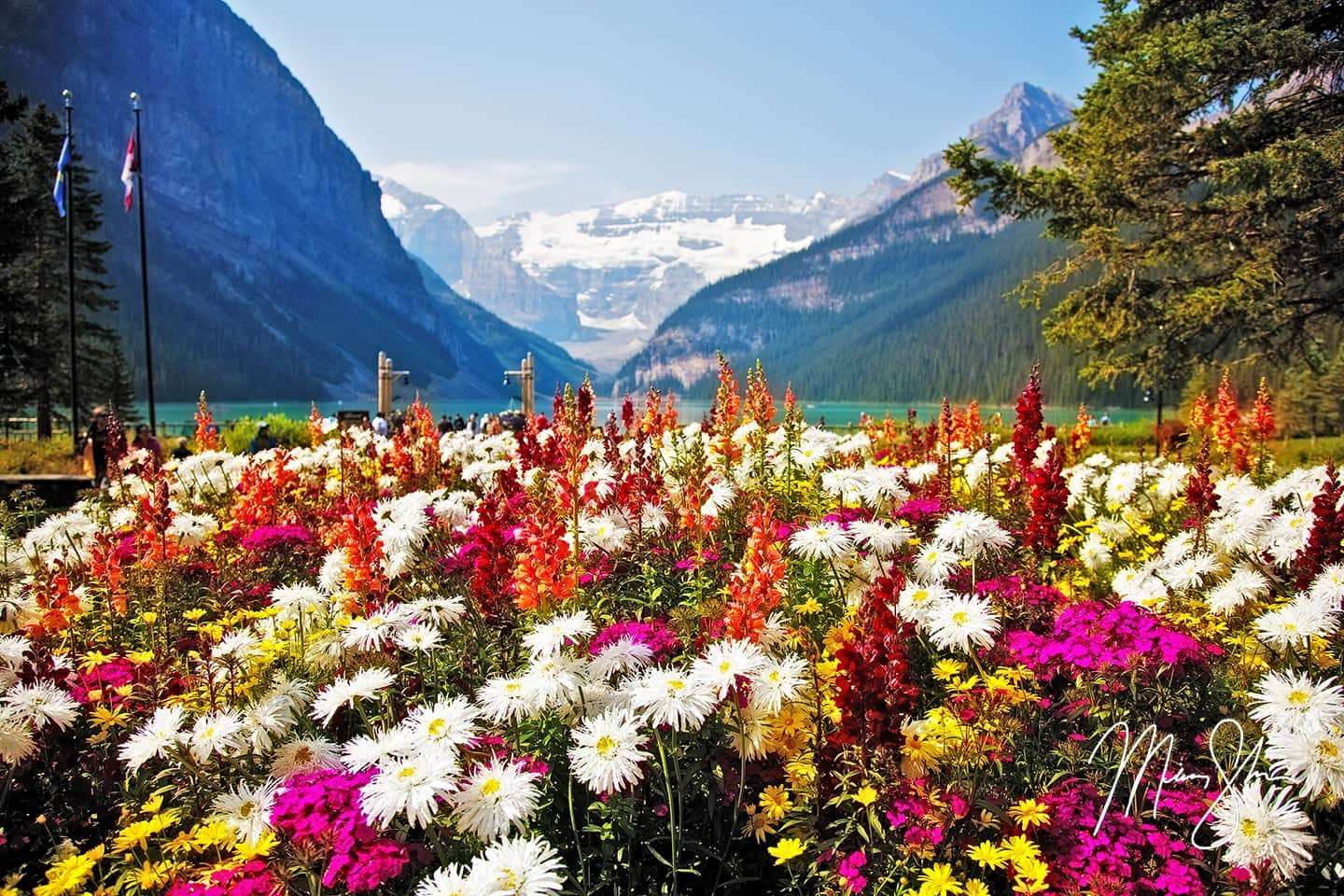 Flori de vară în floare puzzle online din fotografie