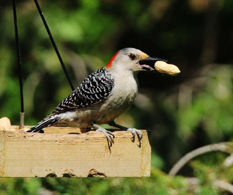 Red Belly Woodpecker online puzzle