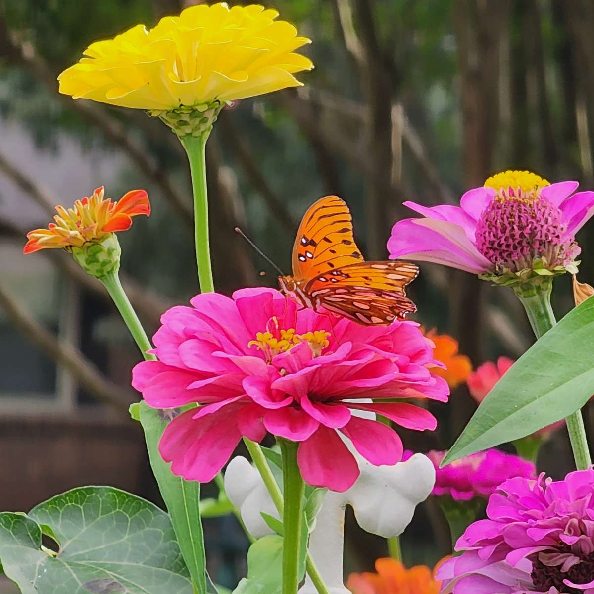 rózsaszín virág narancssárga pillangó puzzle online fotóról