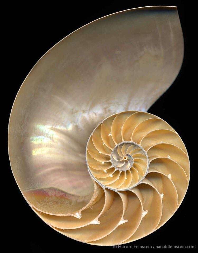 natura spirală puzzle online din fotografie