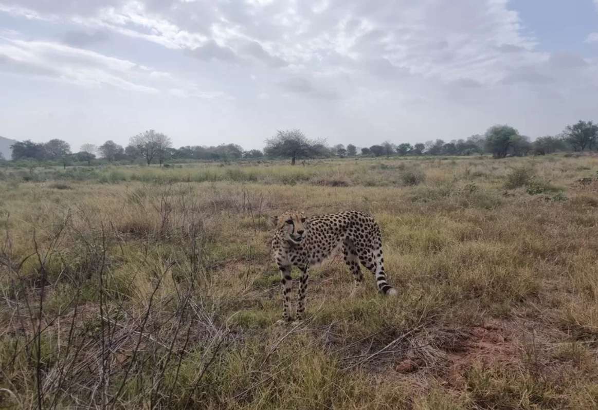 Hungrig gepard pussel online från foto